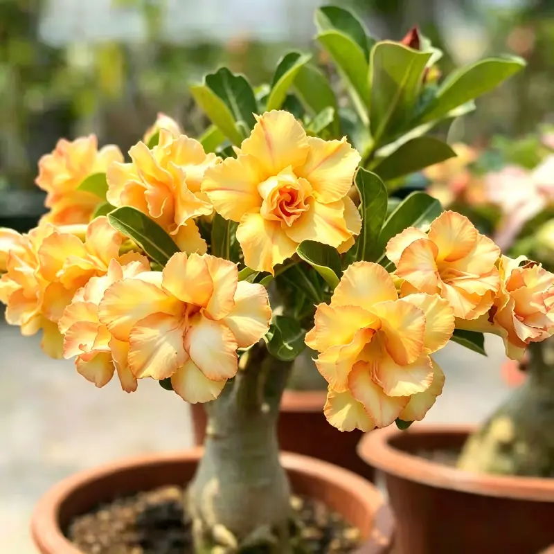 Adenium Obesum Desert Rose Live Succulent Plant - Thick Caudex, Well-Rooted Specimen, Artistic Shape, Drought-Res., Bright Sun Tolerant, Long-Blooming Potted Decor for Window, Patio, Beginner Plant Lovers, Live Plant