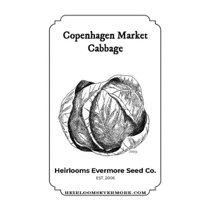 Heirlooms Evermore Copenhagen Market Cabbage