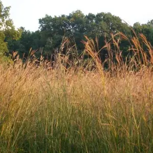Big Bluestem Seeds 'American Native Prairie Grass' (Andropogon gerardii) – Hardy Native Grass – Essential for Prairie Restoration, Erosion Control & Wildlife Habitat
