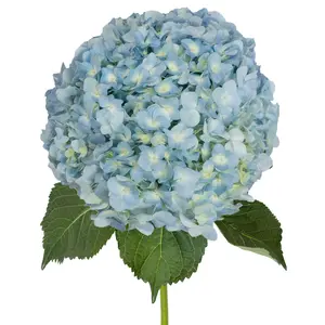 Blue Natural Jumbo Hydrangeas