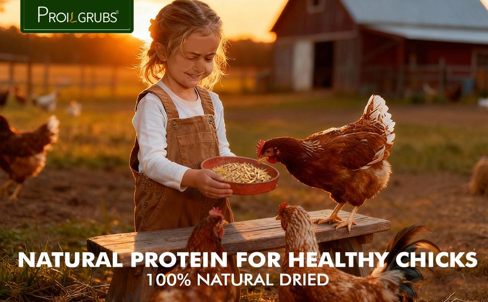 PROILGRUBS 3.5oz/7oz/10.5oz/14oz/5lbs/10lbs Dried Black Soldier Fly Larvae Protein Treat for Chickens Enhances Egg Productivity & Feather Health Non-GMO Natural Feed Rich in Calcium & Nutrients Worms Insects