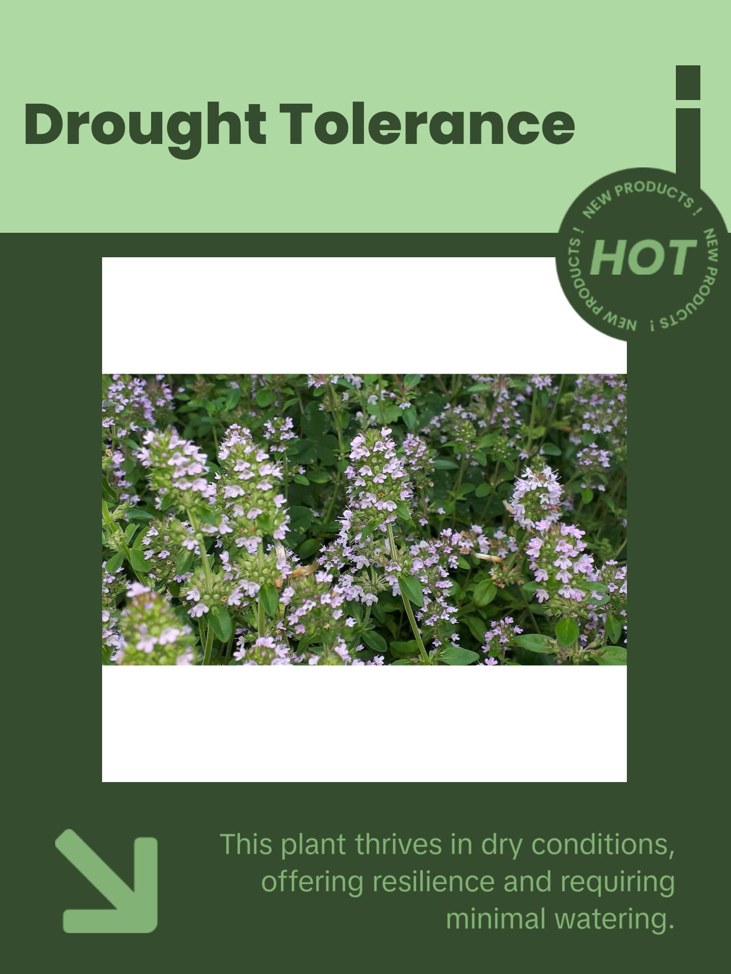 Organic Creeping Thyme Seeds (Thymus serpyllum) – 250+ Seeds for Herb Gardens, Ground Cover, and Pollinator Gardens