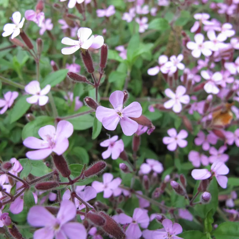 Soapwort Flower (Saponaria ocymoides) – Low-Growing Pink Ground Cover, Beautiful Border Plant, 100+ Seeds