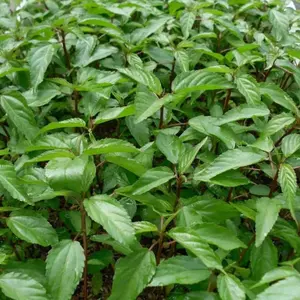 Red Molokhia Egyptian Spinach Organic Seeds (Corchorus olitorius) Nutritious leafy green used in Middle Eastern and African cuisine; fast-growing warm-season plant with traditional culinary value