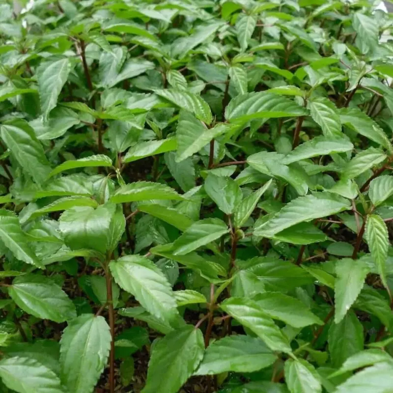 Red Molokhia Egyptian Spinach Organic Seeds (Corchorus olitorius) Nutritious leafy green used in Middle Eastern and African cuisine; fast-growing warm-season plant with traditional culinary value
