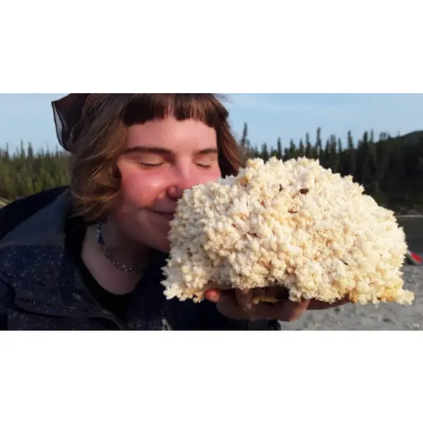 Lion's Mane Mushroom Grow Kit (H. erinaceus) Fresh Inoculated Kit