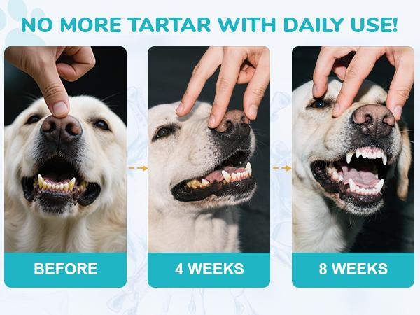 60 Servings Dog Teeth Cleaning Powder, Pet Dental Cleaning Powder for Dogs & Cats – Removes Tartar & Stains, Freshens Breath, Natural Oral Care Toothpaste Alternative,Plaque Tartar Remover with Postbiotic 60 Servings Dog Teeth Cleaning Powder, Pet Dental Cleaning Powder for Dogs & Cats – Removes Tartar & Stains, Freshens Breath, Natural Oral Care Toothpaste Alternative,Plaque Tartar Remover with Postbiotic