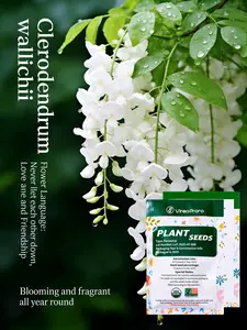 Chinese Fringe Flower Seeds for Home Garden – Elegant White Blooming Garden Plant, Beginner Friendly Outdoor Planting Seeds for Backyard Garden Lovers