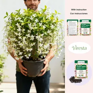 100+ pcs Jasmine Seeds for Planting, Non-GMO Heirloom, 90% Germination Rate, Perennial Garden Bonsai Plant, No Experience Required, Easy to Grow Flower White