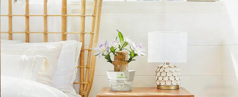 Brazilian Lucky Wood Live Plant - U.S. Grown with Nutrient Solution, Minimalist/Boho Indoor Desktop Ornament, Low-Maintenance Lucky Plant