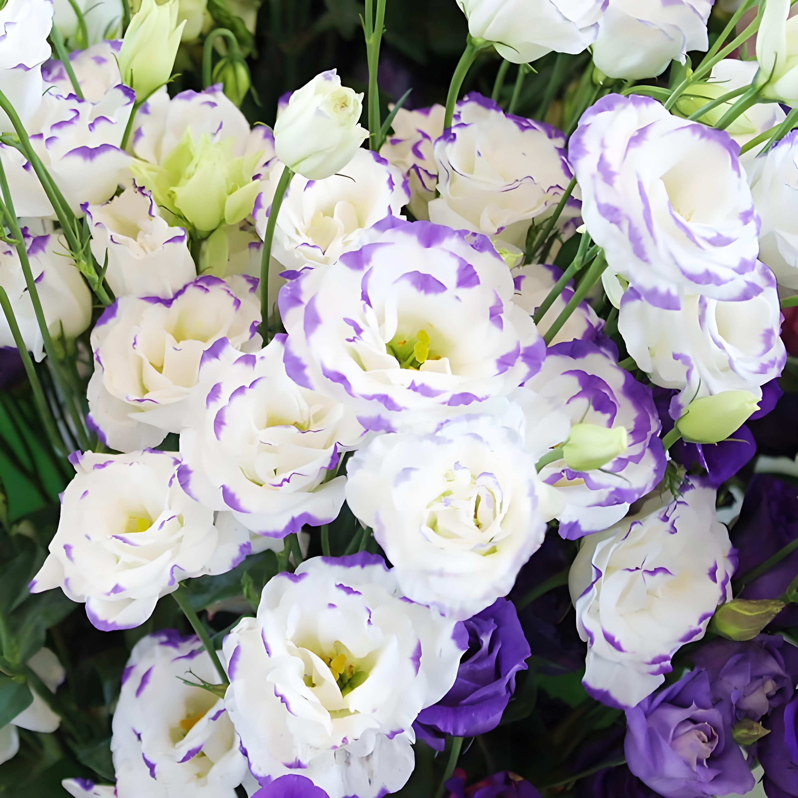 800 Pcs Lisianthus Seeds for Planting-Perennial Eustoma Grandiflorum Flower Plants Seeds