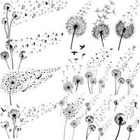 Dandelions