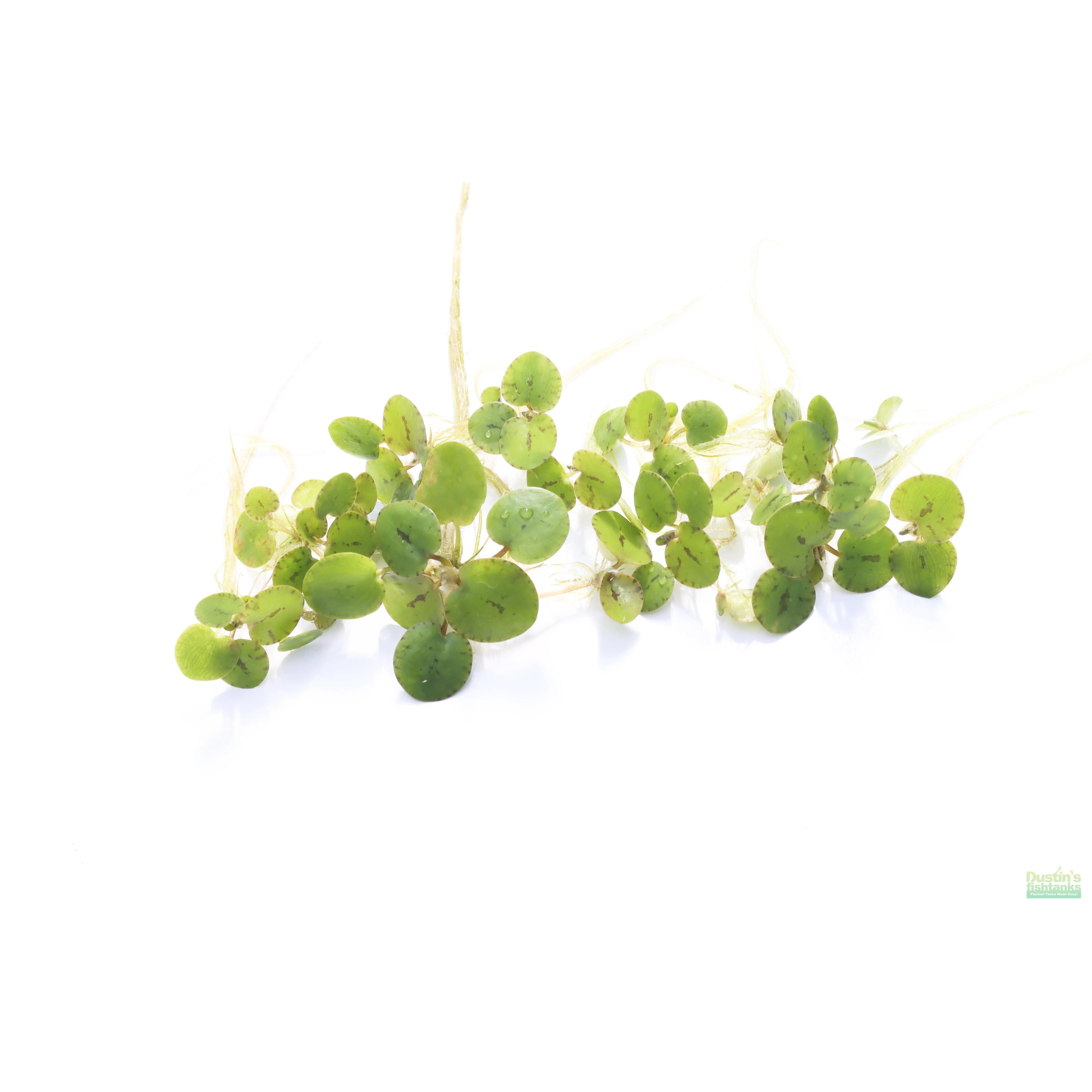 Frog bit (the perfect Floater) Frog bit (the perfect Floater)