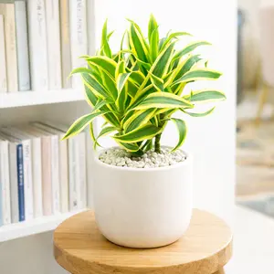 Dracaena 'Song of India'