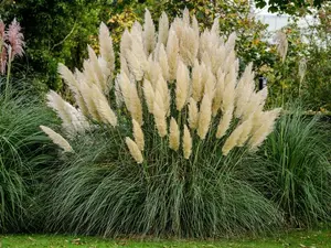 1000 Pampas Grass Seeds for Outdoor Planting – Tall Feather-Like Ornamental Grass for Garden and Yard Landscaping, Seeds Only