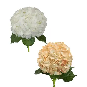 White and Painted Peach Hydrangeas
