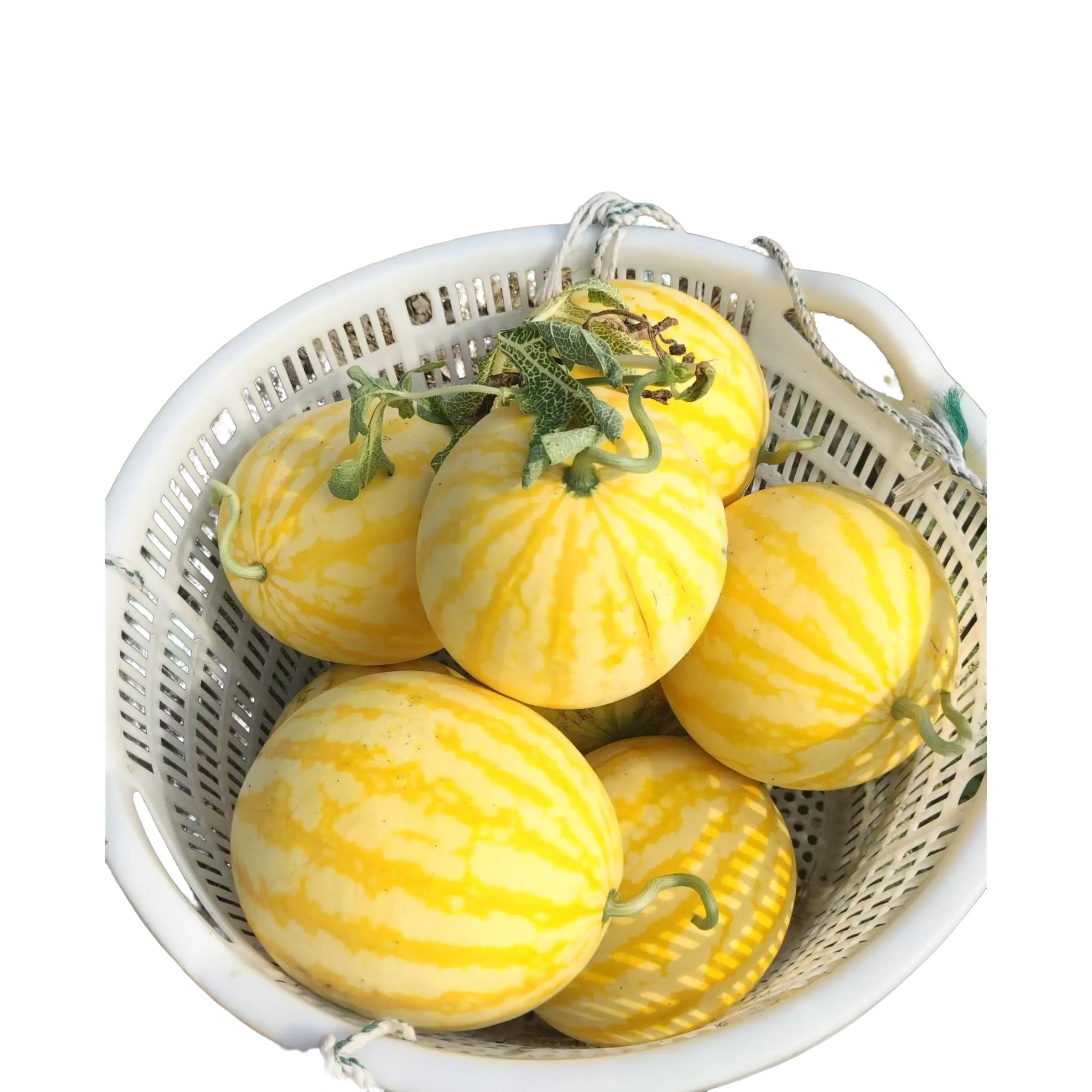 50 rare yellow-skinned watermelon seeds with thin skins are easy to grow and are the first choice for beginners