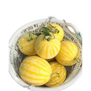 50 rare yellow-skinned watermelon seeds with thin skins are easy to grow and are the first choice for beginners