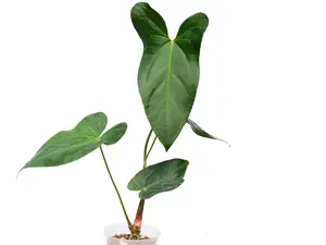Anthurium Amazon Rabbit (seedling)