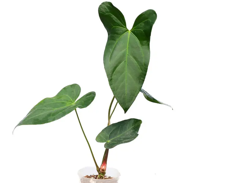 bonsai anzuchtset Bonsai Anzuchtset kaufen ➤ Handmade & Plastikfrei main image 0