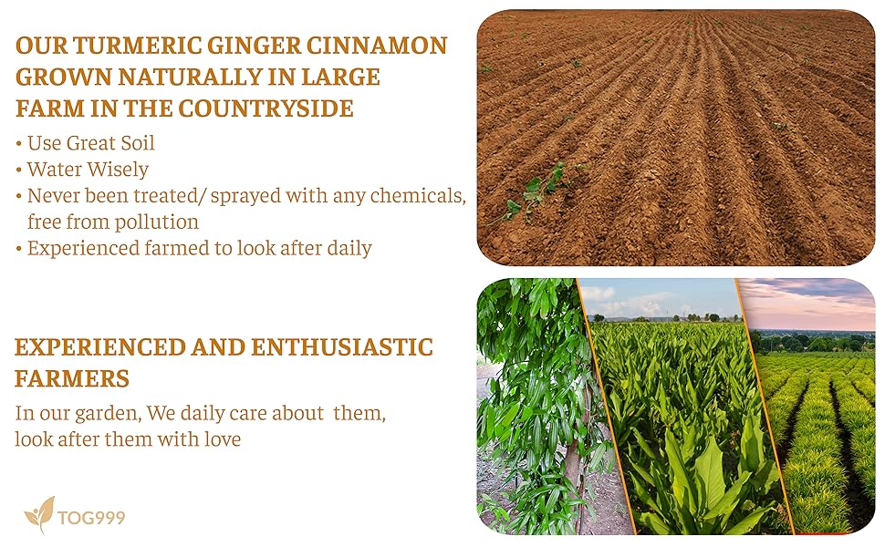 【FreshDrinkUS】 Turmeric Ginger Cinnamon Tea, 100% Natural, Anti-Inflammatea. Eco-conscious Tea Bags. No Sugar, No Caffeine, No Gluten, Vegan. antiinflamma tea, looseleaf tea Beverage anti in flama tea ginger caffeine free Healthy Drink