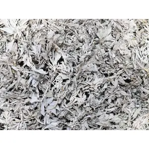 Loose Leaf White Sage Clusters (By The OZ or LB) Aroma Fragrance
