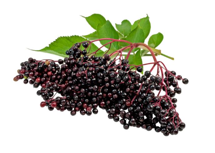 Agapē Protect - Organic Liquid Elderberry Tincture Immune Support Dietary Supplement for Immunity, Wellness & Healthcare