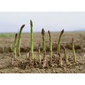 MILLENNIUM ASPARAGUS CROWN