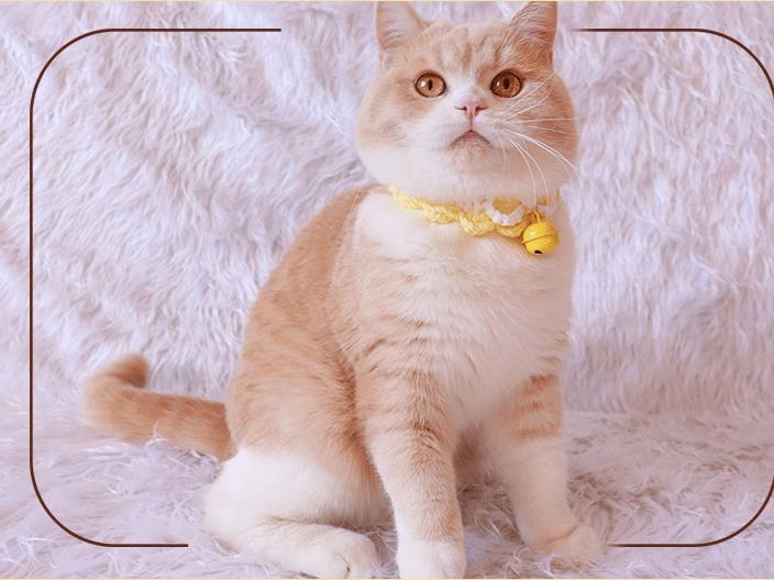 Handmade Crochet Cat/Dog Collar with Bell Adjustable