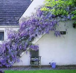 25+ Wisteria Seeds – Fragrant Purple Flowering Vine, Easy to Grow, Climbing Plant for Garden, Fence & Trellis