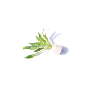 Cryptocoryne Lutea