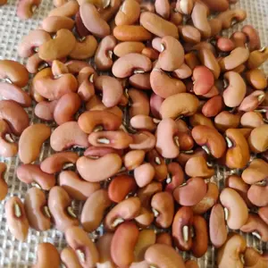 Long bean seeds 15+ count