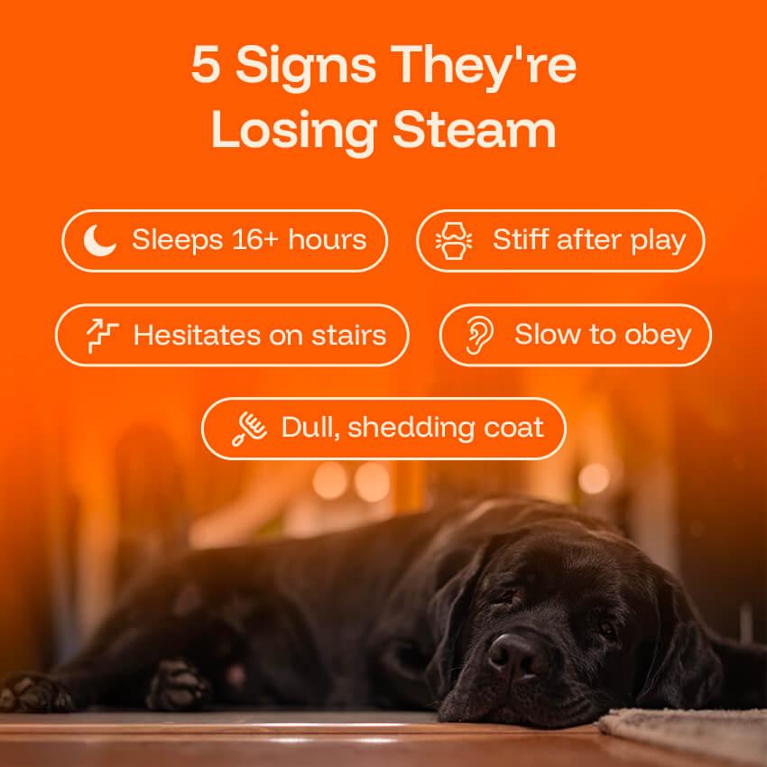 Pawprint Lab Liquid Longevity Supplement for Dogs - Science Backed Protocol Boosts Health Span Energy & Brain Function - 90 Days Money Back Guarantee