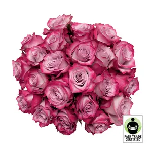 Fair Trade Natural Lavender Roses - Choose from  25 to 100 Stems