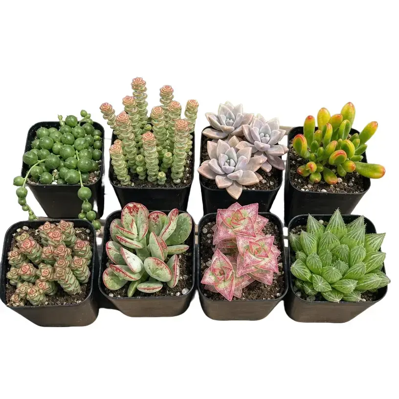 Live Succulent Plants Arrangement Kit, Random Succulent Mix, Mini Indoor Plants for Desk Decor, Easy Care Low Maintenance House Plants, Beginner Friendly Succulent Garden Kit, Live Plant Gift for Home Office