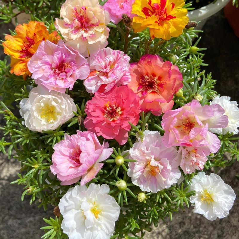 10000 pcs Mix Moss Rose Seeds Planting Ornaments Perennial Garden Simple to Grow Pots Gifts