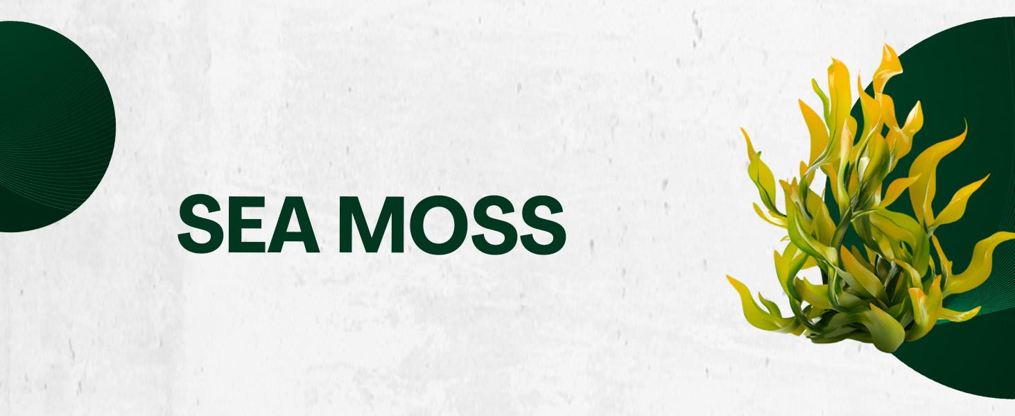 Zoyava Soursop Bitters – Flavored, Extra Strength All-in-One Dietary Supplement Drops, Made in USA – 60mL Nutrition Liquid Zoyava Soursop Bitters – Flavored, Extra Strength All-in-One Dietary Supplement Drops, Made in USA – 60mL Nutrition Liquid