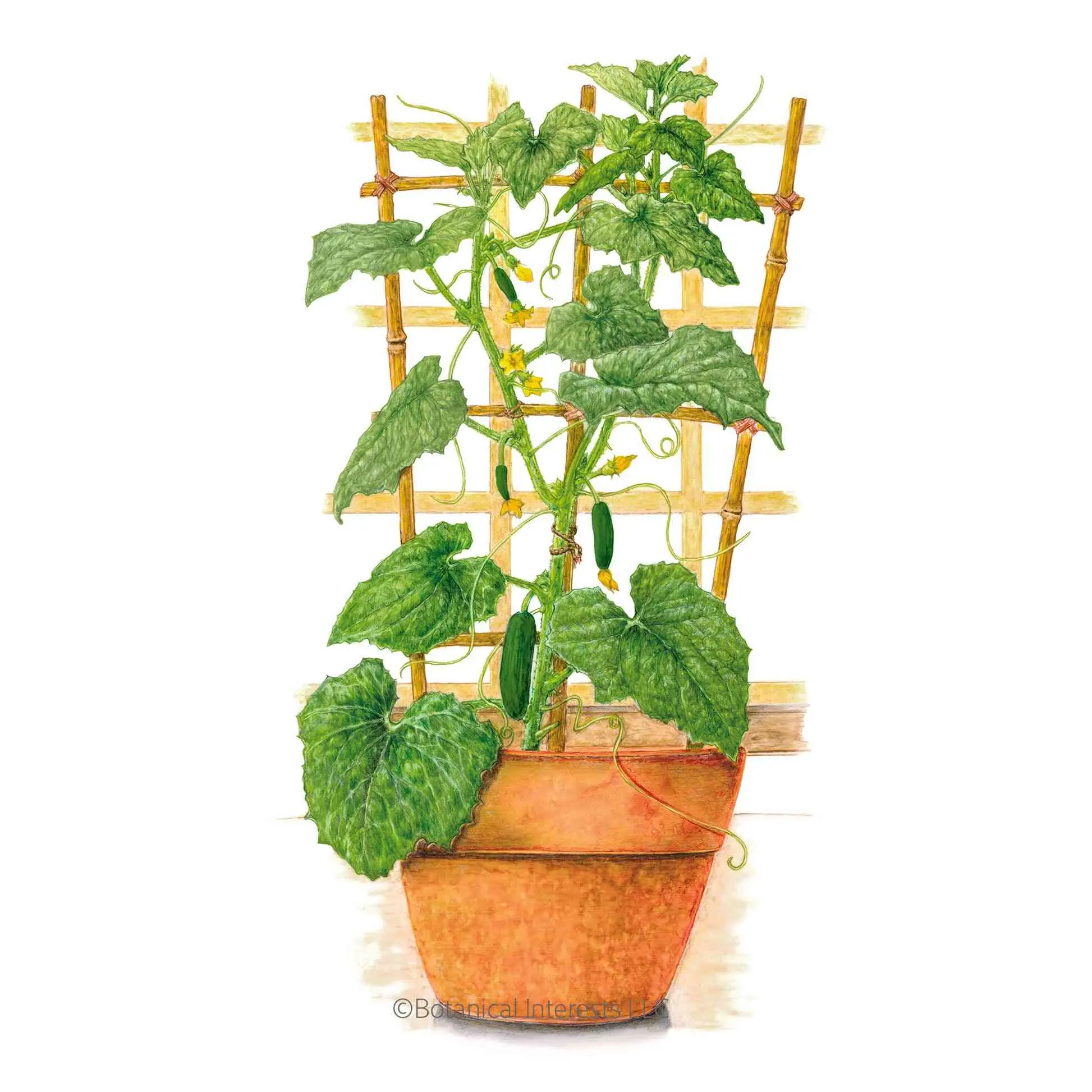Quick Snack Cucumber Seeds Quick Snack Cucumber Seeds