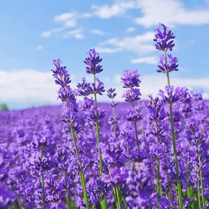 Lavender Seeds for a Pollinator Paradise – 200+ Seeds, Fragrant, Soothing & Easy to Grow