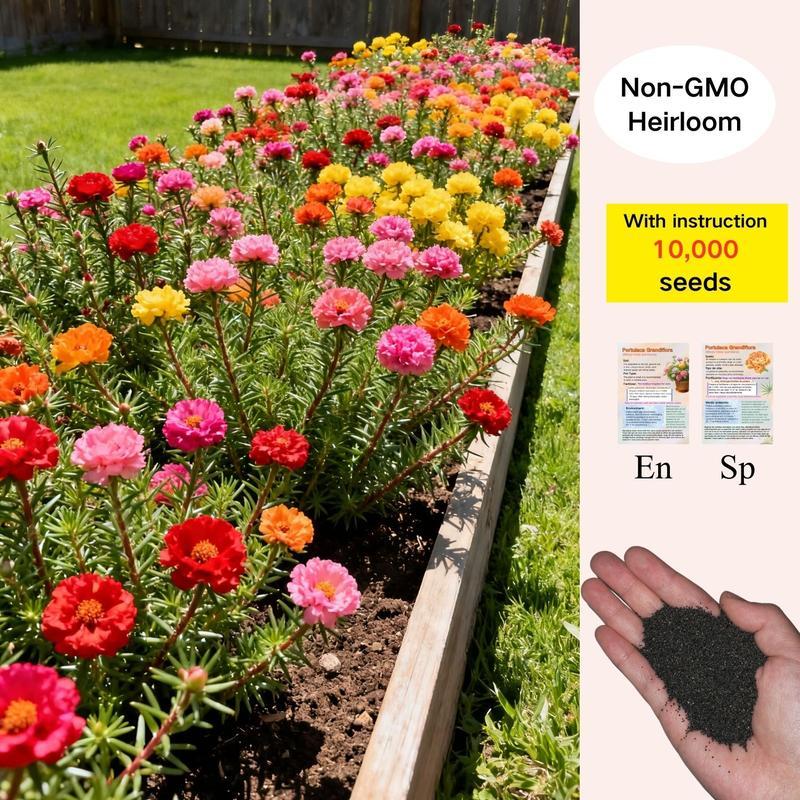 10000 pcs Mix Moss Rose Seeds Planting Ornaments Perennial Garden Simple to Grow Pots Gifts