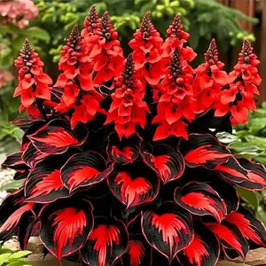 1000+ Black & Red Mixed Hosta Flower Seeds – Easy to Grow Shade Garden Perennial Plants for Yard and Garden Beds