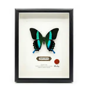 Real Framed Butterfly Specimen - Handmade Preserved Papilio blumei (Green Peacock Swallowtail) Taxidermy - 3D Shadow Box Wall Art & Unique Nature Lover Gift for Home Decor