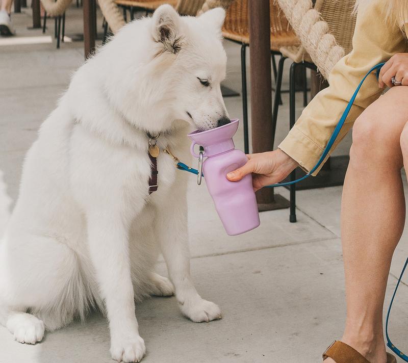 Springer 22oz Classic Leak-Tight Travel Pet Water Bottle with Carabiner Clip Dishwasher Safe Fits Most Standard Car Cup Holders
