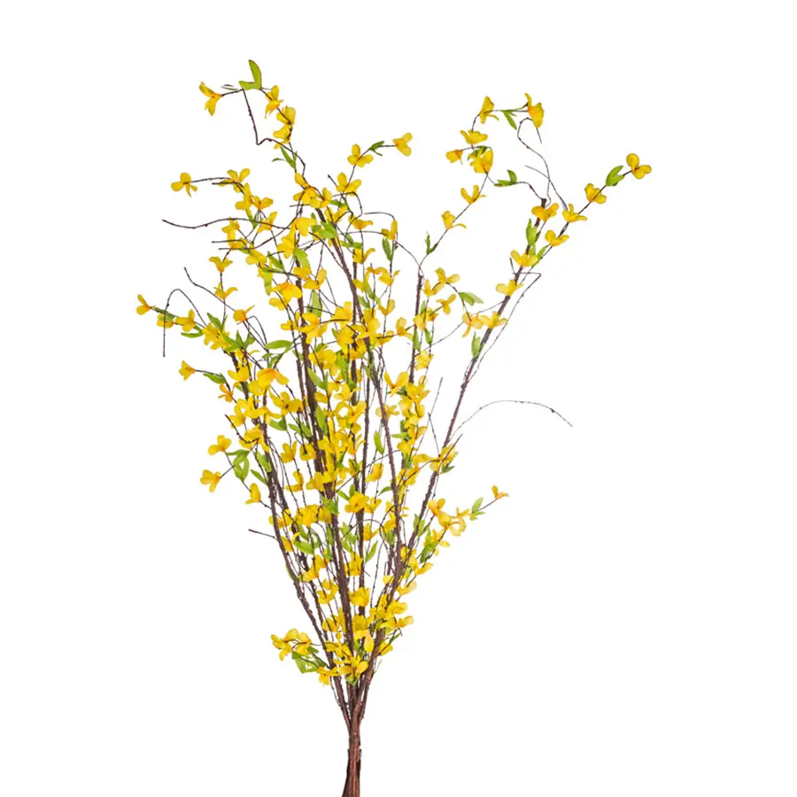 Forsythia Bush