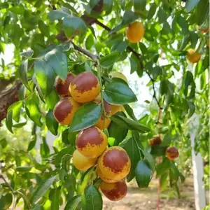 Rock Sugar Jujube Seeds – Highly sweet and juicy, easy to grow, and cold-resistant fruit tree seeds, suitable for backyard planting/family orchards. Produce healthy, fresh jujubes with a high germination rate