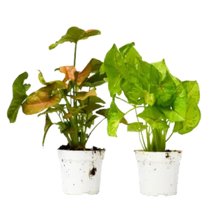 2 Syngonium Variety (Arrowhead Plant)