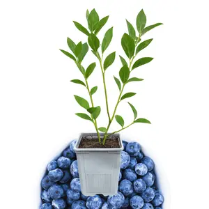 Bluecrop Blueberry Plant (1 Liter Pot) | Northern Highbush Variety | Reliable Mid-Season Harvest | Hand Picked Nursery