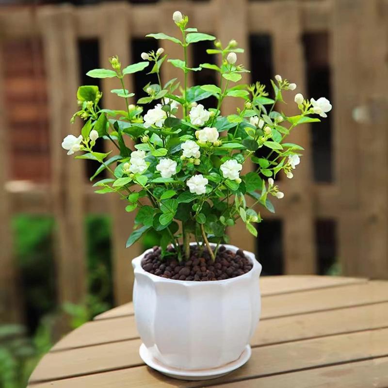 50 +Pcs Jasmine Flower Seeds for Planting Fragrant Plant Seeds  Garden Home