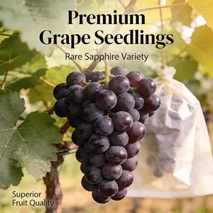 Outdoor Grape Vine Starter Plant for Home Gardening, Beginner Friendly Fruit Vine for Backyard Growing
