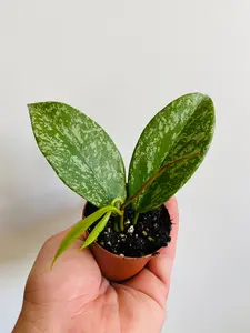 Hoya Pubicalyx - Starter Hoya - 2" Pot